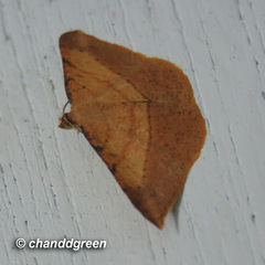 Pseudonadagara semicolor