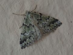 Tegiapa virescens