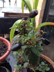 Magnoliopsida