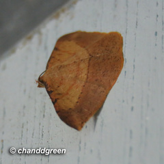 Pseudonadagara semicolor