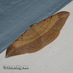 Pseudonadagara semicolor