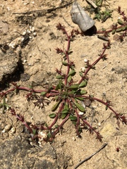 Chorizanthe polygonoides longispina