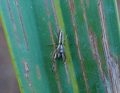 Hentzia grenada