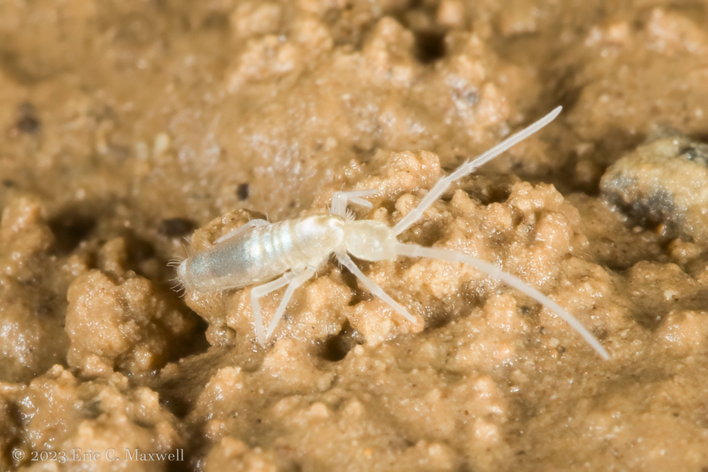 Pseudosinella in October 2023 by Eric C. Maxwell · iNaturalist
