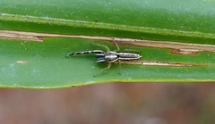 Hentzia grenada