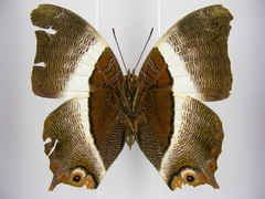 Palla violinitens bwamba