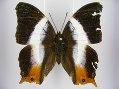 Palla violinitens bwamba