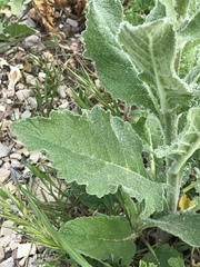 Verbascum conocarpum