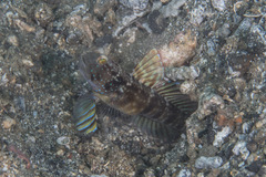 Cryptocentrus sericus