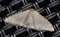 Idaea coercita
