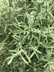 Alternanthera filifolia