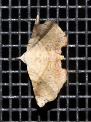 Esthlodora versicolor