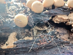 Apioperdon pyriforme image