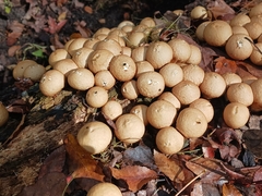 Apioperdon pyriforme image