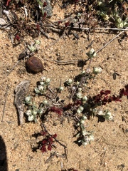 Stylocline gnaphaloides