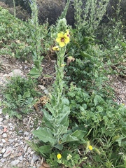 Verbascum conocarpum