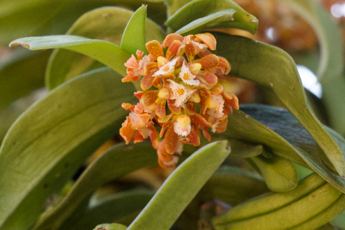 Gastrochilus dasypogon, 2023-12-01