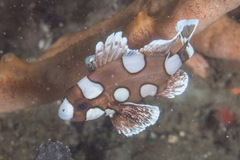 Plectorhinchus chaetodonoides