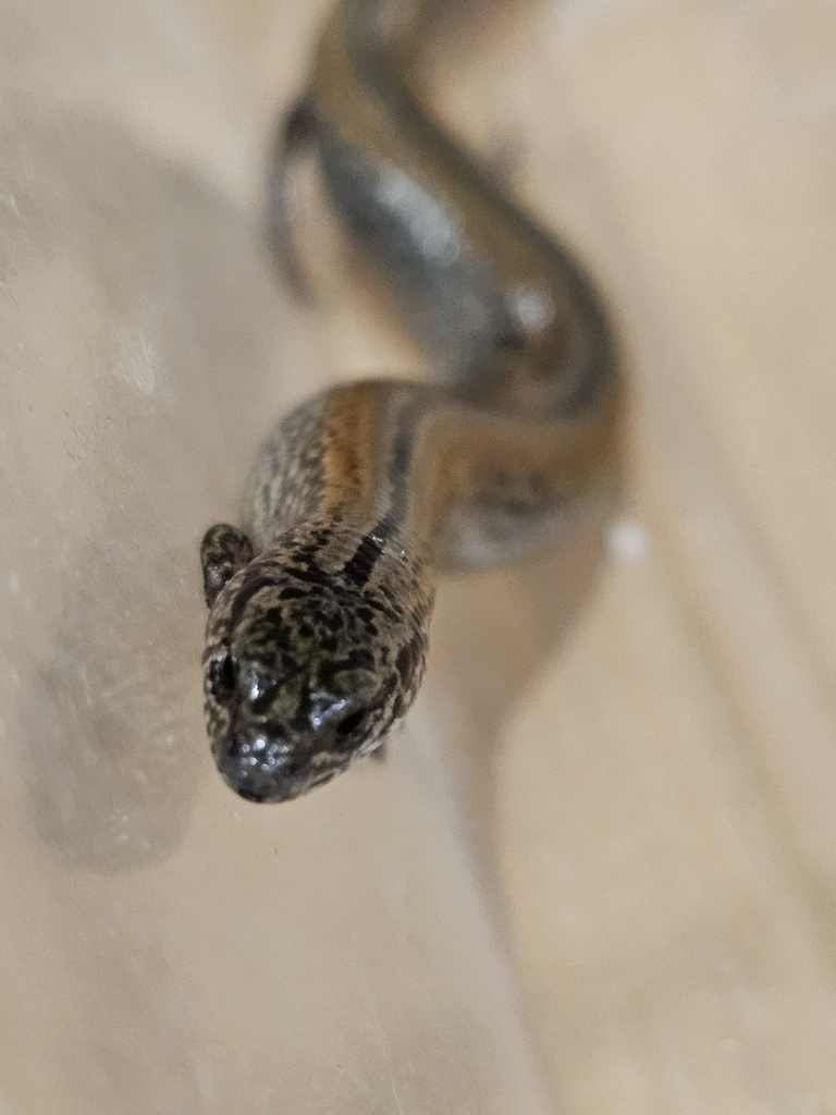 Lowlands Earless Skink