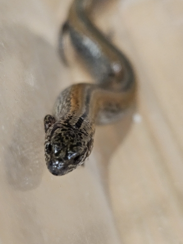 Lowlands Earless Skink