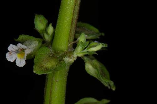 Bacopa stricta