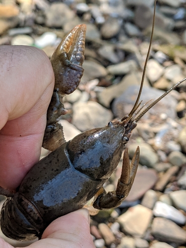 Cambarus ortmanni