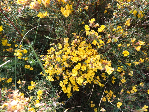 Image of Bossiaea alpina by (c) Nina Kerr, some rights reserved (CC BY)