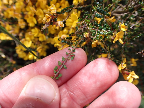Image of Bossiaea alpina by (c) Nina Kerr, some rights reserved (CC BY)