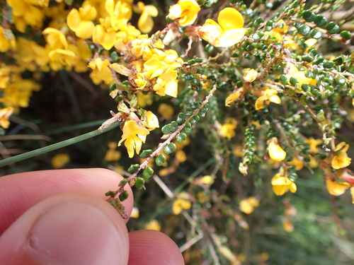 Image of Bossiaea alpina by (c) Nina Kerr, some rights reserved (CC BY)