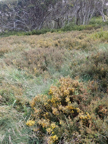 Image of Bossiaea alpina by (c) Nina Kerr, some rights reserved (CC BY)