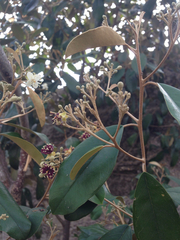 Capparis odoratissima