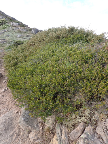 Micrantheum hexandrum (Micrantheum hexandrum)