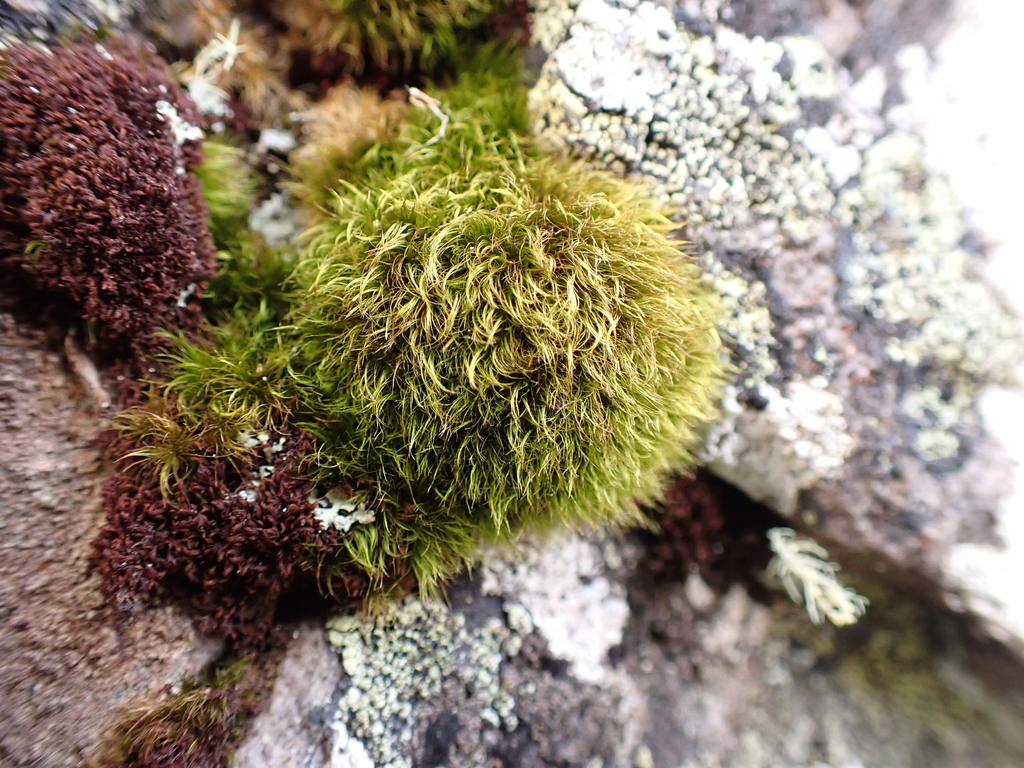 Arctoa pumila