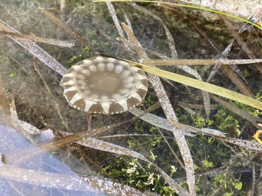 Mangrove Upsidedown Jelly in January 2024 by Susie · iNaturalist