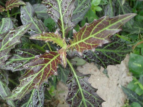 Gynura pseudochina