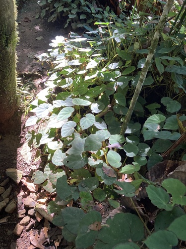 Begonia sartorii
