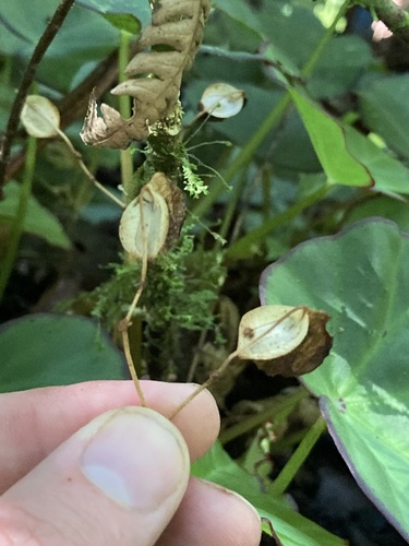 Begonia sartorii, photograph 4