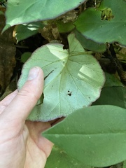 Begonia sartorii, photograph author not stated, no rights reserved