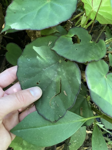 Begonia sartorii, photograph 6