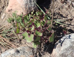 Senecio oxyriifolius