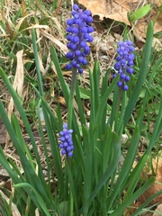 Muscari botryoides