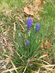 Muscari botryoides