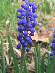 Muscari botryoides