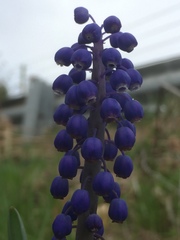 Muscari botryoides
