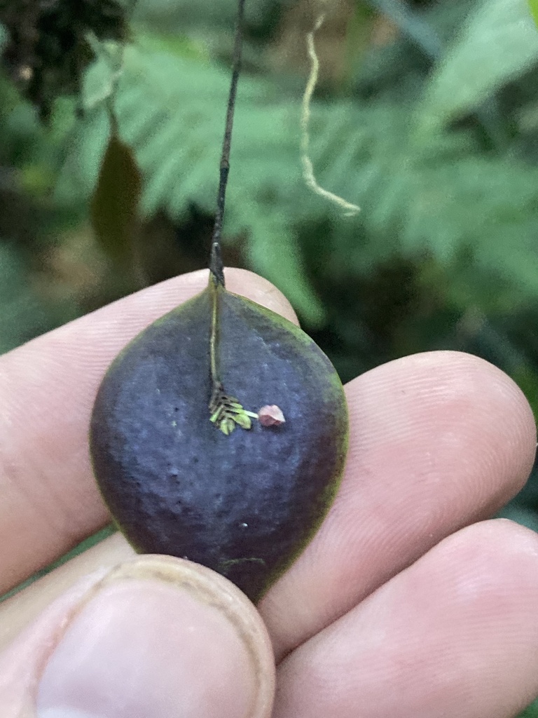 Lepanthes appendiculata