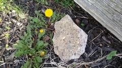 Taraxacum officinale