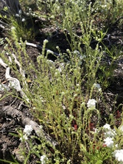 Johnstonella micromeres