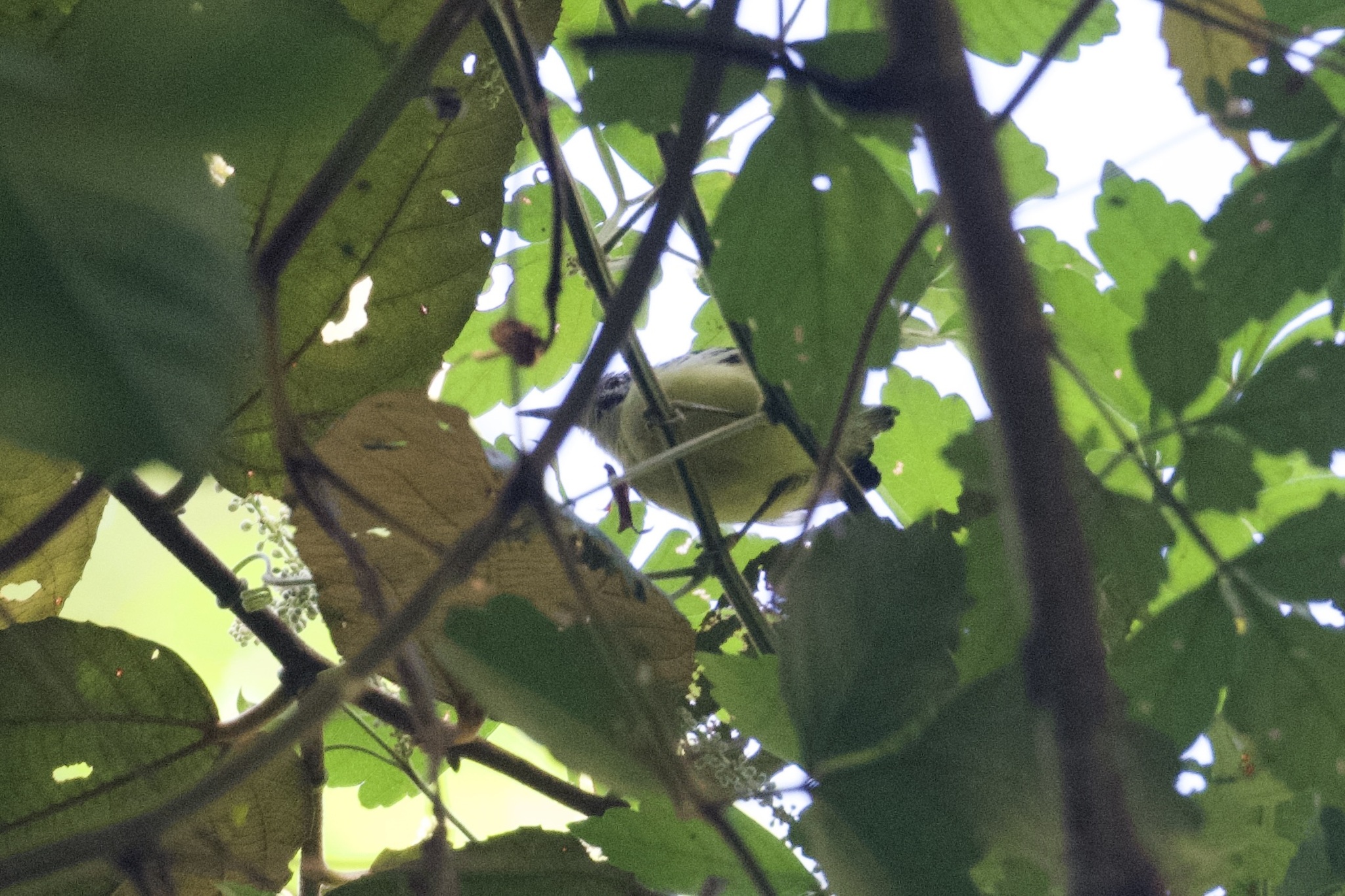 Moustached Antwren (Myrmotherula ignota), photo 8