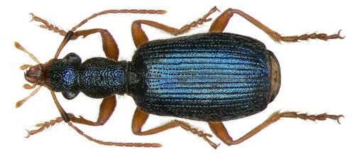 chine beetle