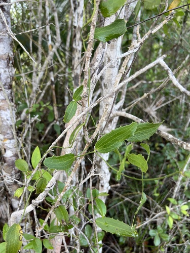 Smilax havanensis (Smilax havanensis)